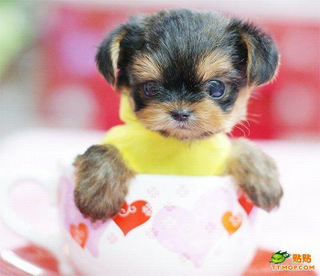 Illustration for article titled Look at these fucking tiny dogs in a cup